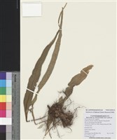 藏品(奧瓦葦)的圖片